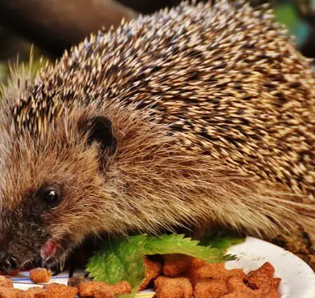 facts-about-hedgehogs