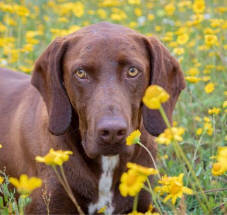 managing-joint-health-in-large-breed-dogs