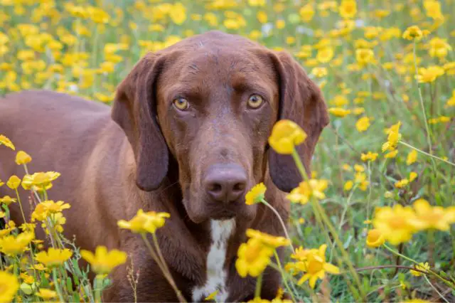 managing-joint-health-in-large-breed-dogs